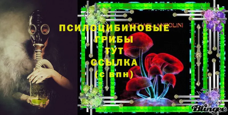 Псилоцибиновые грибы Cubensis  цены   Аша 